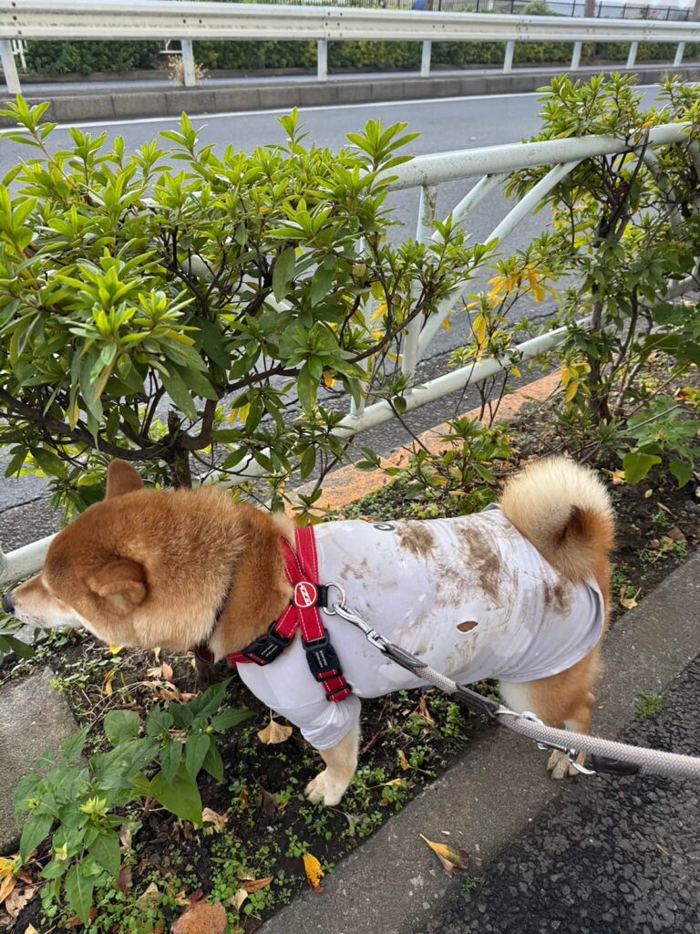 バッチリ仕上がったぼく。柴犬子犬ハルのワンダフルライフ