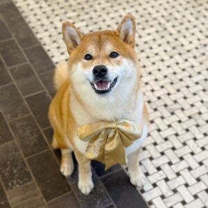 今年もよろしくお願いいたします。柴犬子犬ハルのワンダフルライフ