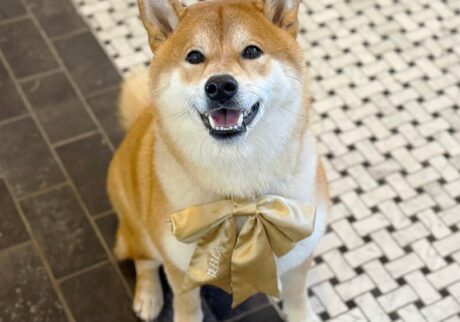 今年もよろしくお願いいたします。柴犬子犬ハルのワンダフルライフ