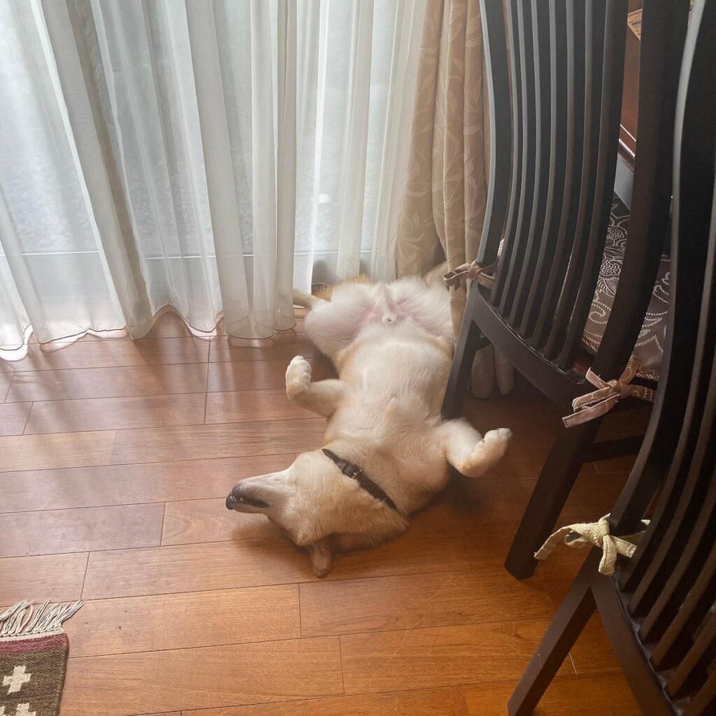 今年もよろしくお願いいたします。柴犬子犬ハルのワンダフルライフ