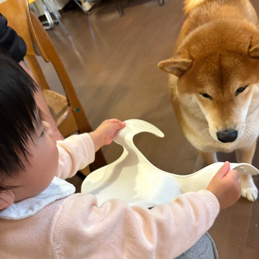 子守って体力要るね。柴犬子犬ハルのワンダフルライフ 子守って体力要るね。柴犬子犬ハルのワンダフルライフ