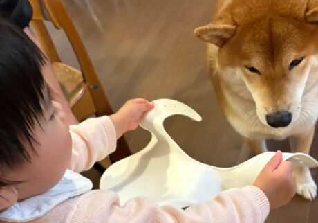 子守って体力要るね。柴犬子犬ハルのワンダフルライフ