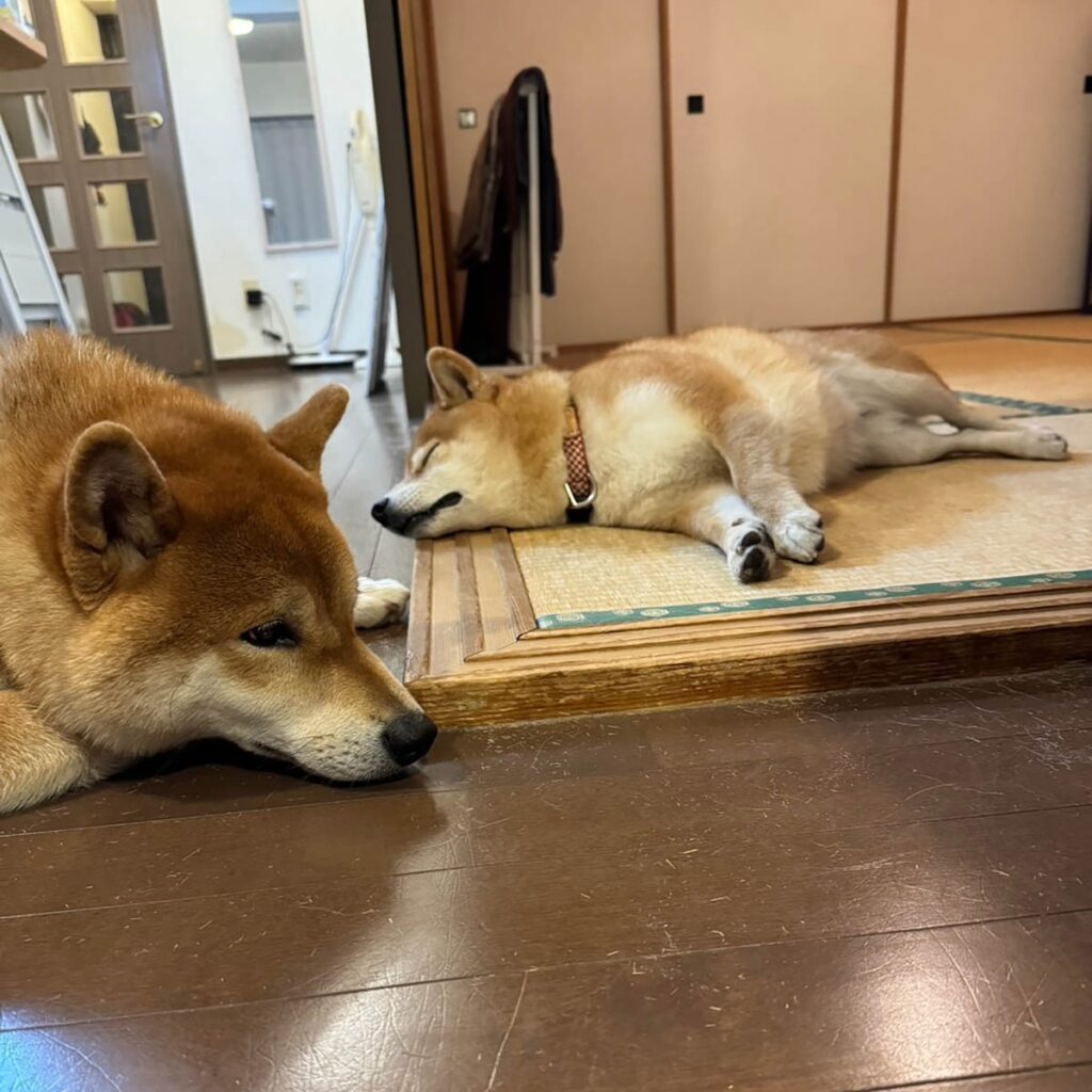 子守って体力要るね。柴犬子犬ハルのワンダフルライフ 子守って体力要るね。柴犬子犬ハルのワンダフルライフ