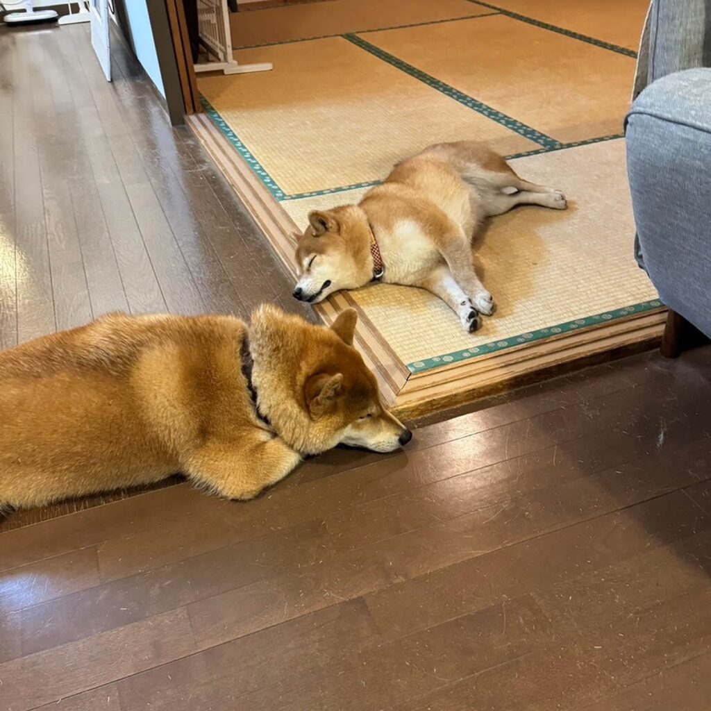 子守って体力要るね。柴犬子犬ハルのワンダフルライフ 子守って体力要るね。柴犬子犬ハルのワンダフルライフ