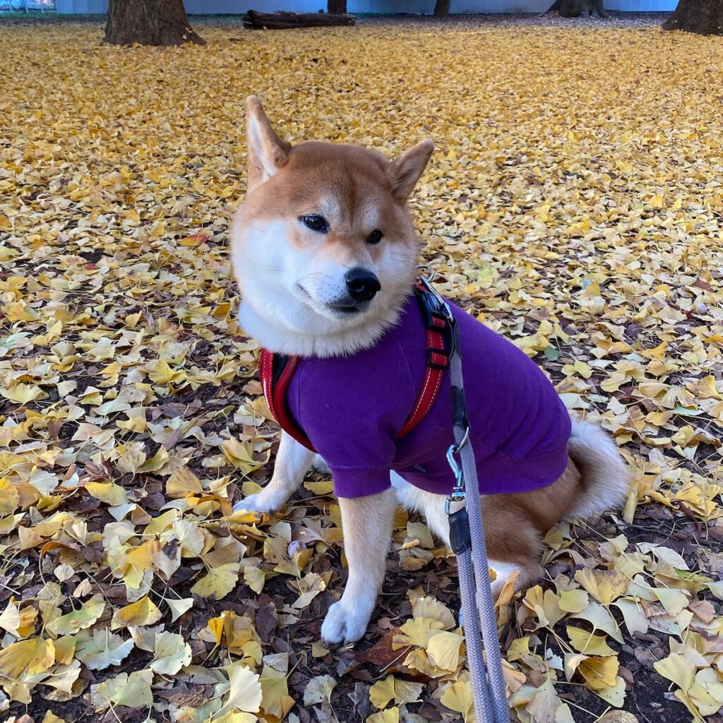 冬に佇みもの思う……って感じ。柴犬子犬ハルのワンダフルライフ 冬に佇みもの思う……って感じ。柴犬子犬ハルのワンダフルライフ