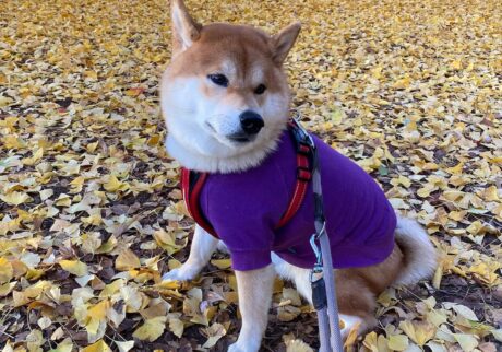 冬に佇みもの思う……って感じ。柴犬子犬ハルのワンダフルライフ 冬に佇みもの思う……って感じ。柴犬子犬ハルのワンダフルライフ