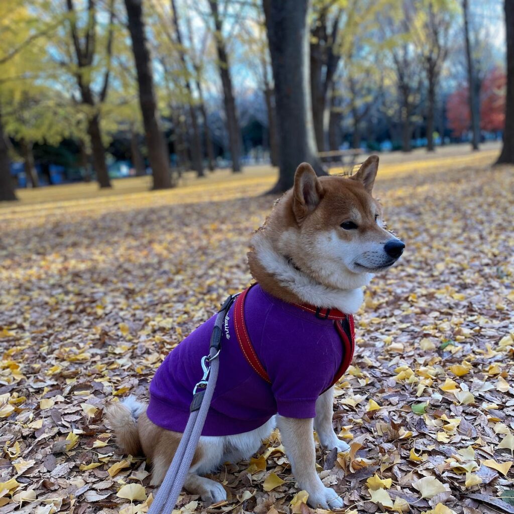 冬に佇みもの思う……って感じ。柴犬子犬ハルのワンダフルライフ 冬に佇みもの思う……って感じ。柴犬子犬ハルのワンダフルライフ