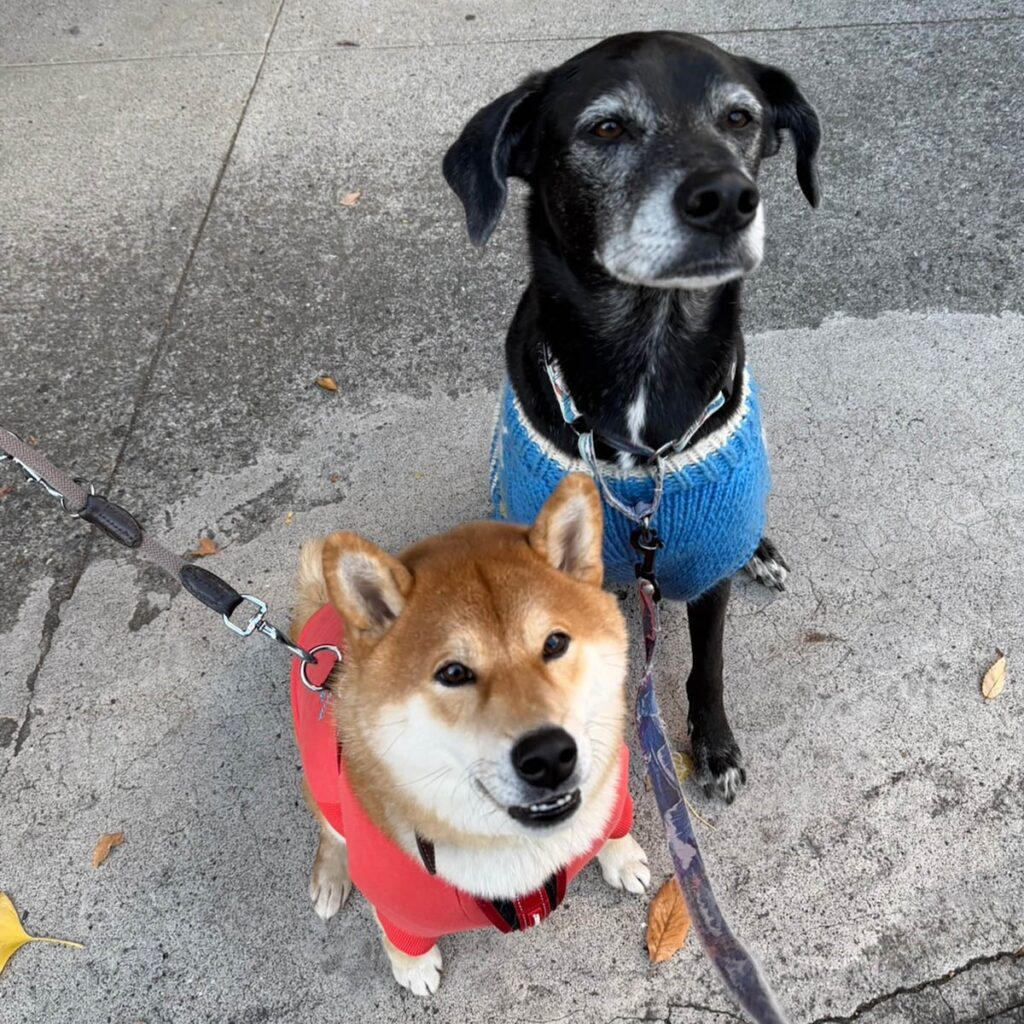 ぼくのオレンジピンクの服。柴犬子犬ハルのワンダフルライフ