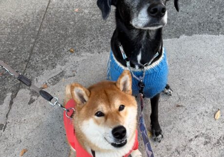 ぼくのオレンジピンクの服。柴犬子犬ハルのワンダフルライフ