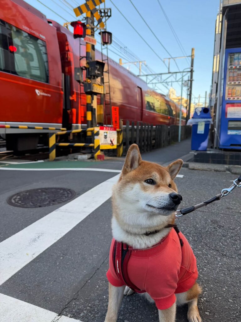 ぼくのオレンジピンクの服。柴犬子犬ハルのワンダフルライフ