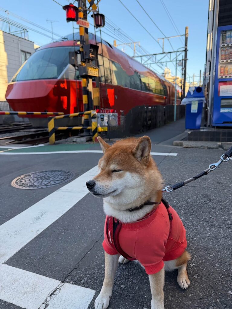 ぼくのオレンジピンクの服。柴犬子犬ハルのワンダフルライフ