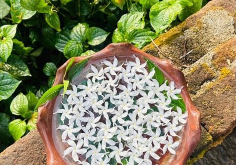 「ディナチャルヤ」 (1日の過ごし方) について。しなやかな自分を作る4つの日常ごと。Vol.1 写真と文:久保直子 (ウェルネス&ビューティジャーナリスト/植物療法士/アロマデザイナー) #3 「ディナチャルヤ」 (1日の過ごし方) について。しなやかな自分を作る4つの日常ごと。Vol.1 写真と文:久保直子 (ウェルネス&ビューティジャーナリスト/植物療法士/アロマデザイナー) #3