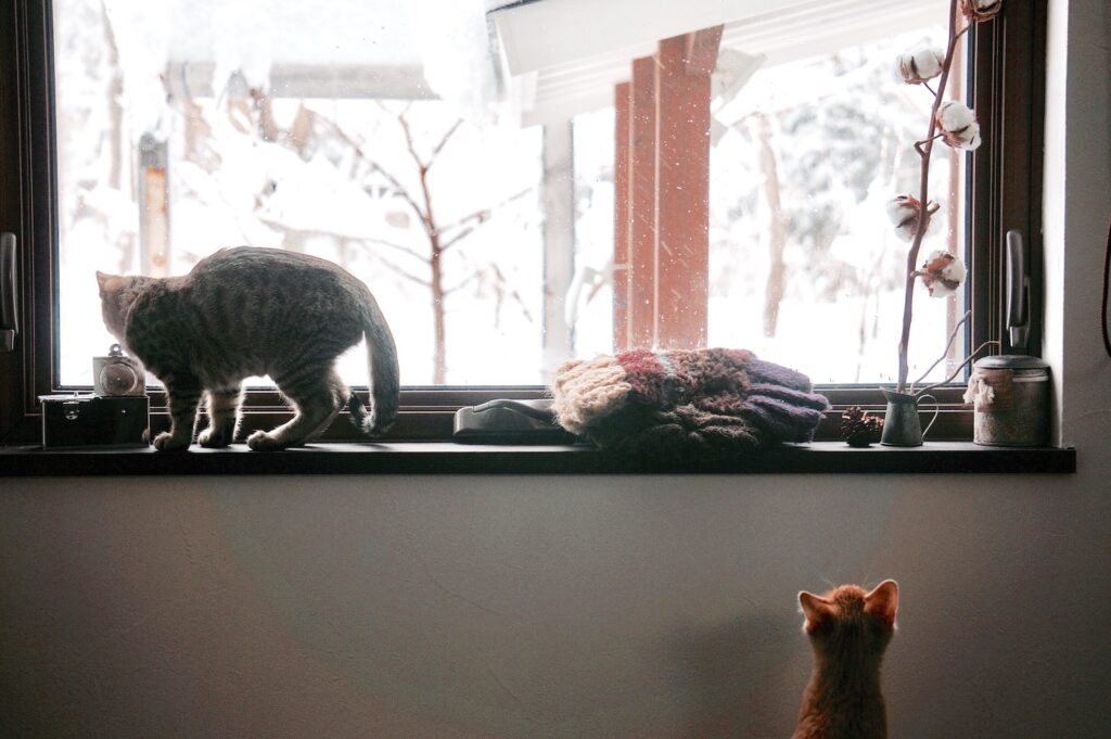 雪とはじめましてのぼくら。茶トラ キジトラ ウメタとキンタ | キンタ（右下）「ちっちゃくて可愛いでしょ？ 9年前のぼくらだよ」