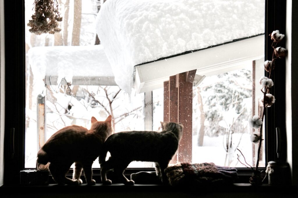雪とはじめましてのぼくら。茶トラ キジトラ ウメタとキンタ | ウメタ（右）「ぼくらがはじめて見た雪は、窓ごしのふわふわ。キンタはいつまでも見ていたね」
