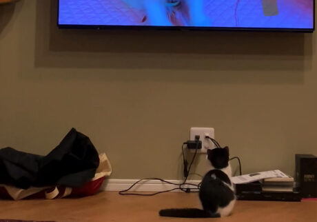 こねこの頃の秘蔵動画、見せちゃいます。おちょこ ちろり エキゾチックショートヘア