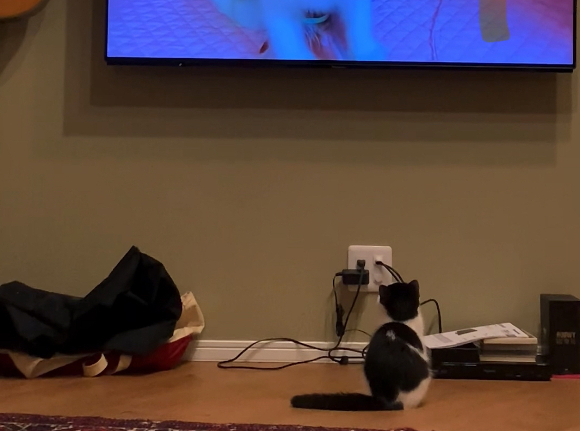 こねこの頃の秘蔵動画、見せちゃいます。【おちょこ、ぽのぽのだより。vol.235】