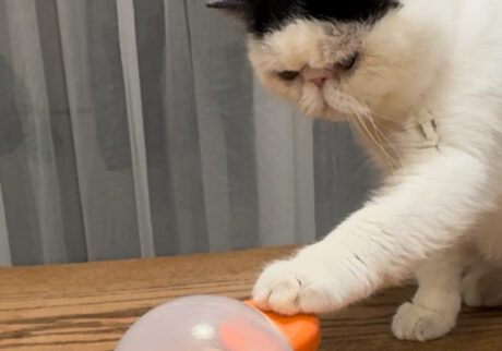 あひるちゃんで、おやつタイム。 おちょこ ちろり エキゾチックショートヘア あひるちゃんで、おやつタイム。 おちょこ ちろり エキゾチックショートヘア