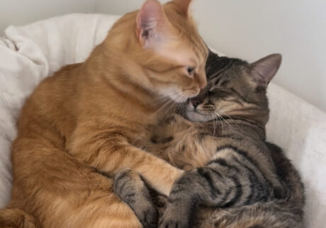 キンタ、目覚めの〇〇。茶トラ キジトラ ウメタとキンタ キンタ、目覚めの〇〇。茶トラ キジトラ ウメタとキンタ