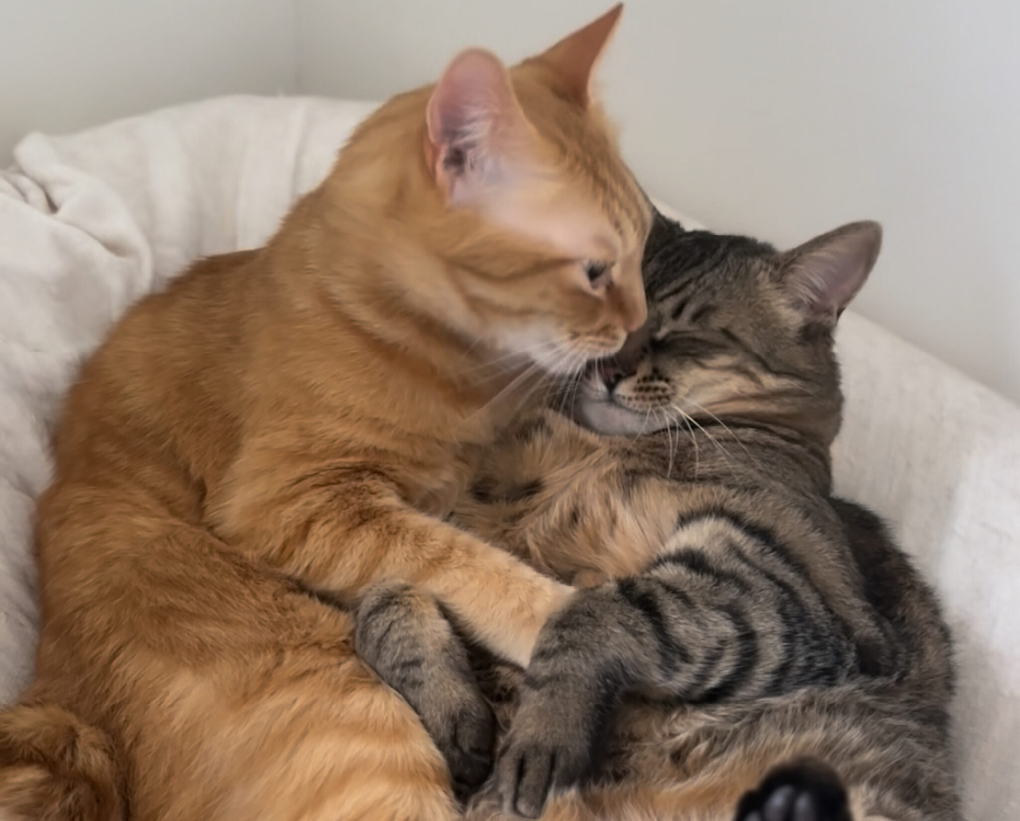 キンタ、目覚めの〇〇。【ウメタとキンタ、雪国ブラザーズの日常。vol.14】