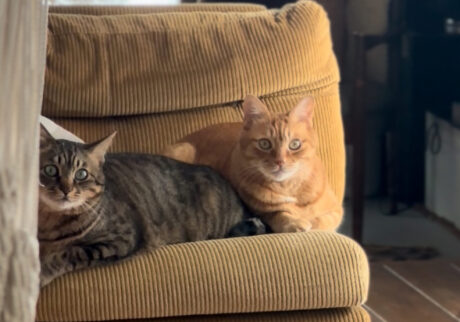 バイリンニャルなぼくら。茶トラ キジトラ ウメタとキンタ バイリンニャルなぼくら。茶トラ キジトラ ウメタとキンタ