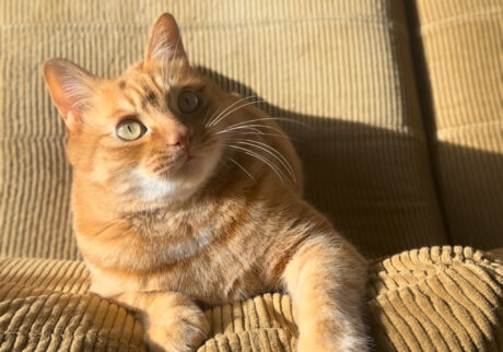 サンタのおひげ？茶トラ キジトラ ウメタとキンタ