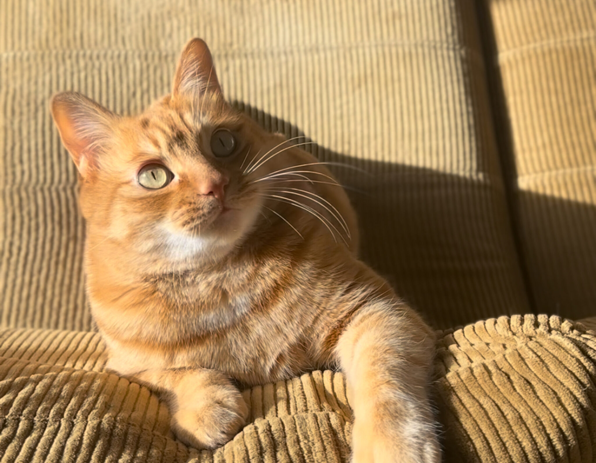 サンタのおひげ？【ウメタとキンタ、雪国ブラザーズの日常。vol.23】