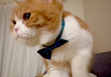 お餅、ふみふみ？ とろろ ハチワレ