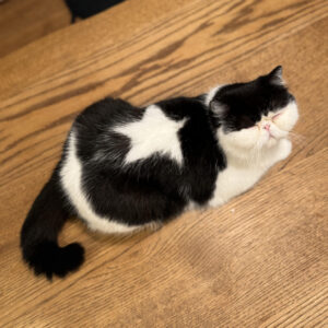 ちろり プロフィール