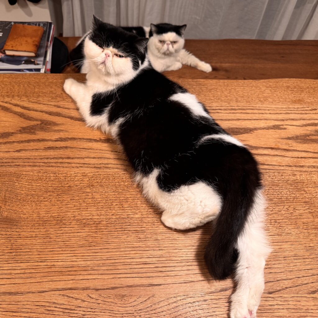 スターへの道、見届けてね。エキゾチックショートヘア ちろり | そう、あたしのお父ちゃんは、『おちょこ、ぽのぽのだより』でおなじみのおちょこなのです。奥にいるのが、お父ちゃんよ♪ スターへの道、見届けてね。エキゾチックショートヘア ちろり | そう、あたしのお父ちゃんは、『おちょこ、ぽのぽのだより』でおなじみのおちょこなのです。奥にいるのが、お父ちゃんよ♪