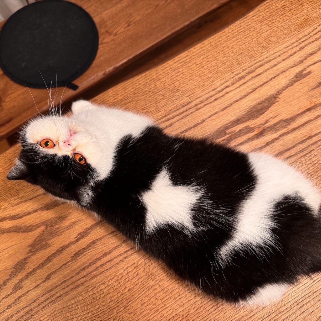 スターへの道、見届けてね。エキゾチックショートヘア ちろり | チャームポイントは、この背中のお星様。きっと、スターになるために生まれてきたんだと思うの! あたしのスターへの道、ぜひ応援してね、ぽのぽの♪ スターへの道、見届けてね。エキゾチックショートヘア ちろり | チャームポイントは、この背中のお星様。きっと、スターになるために生まれてきたんだと思うの! あたしのスターへの道、ぜひ応援してね、ぽのぽの♪