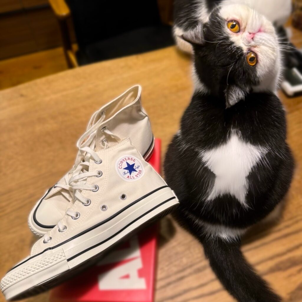 スターへの道、見届けてね。ブリティッシュショートヘア ちろり | ぽのぽの、あたしの名前はちろりよ。勘がいいみんなは、わかるかな? スターへの道、見届けてね。ブリティッシュショートヘア ちろり | ぽのぽの、あたしの名前はちろりよ。勘がいいみんなは、わかるかな?