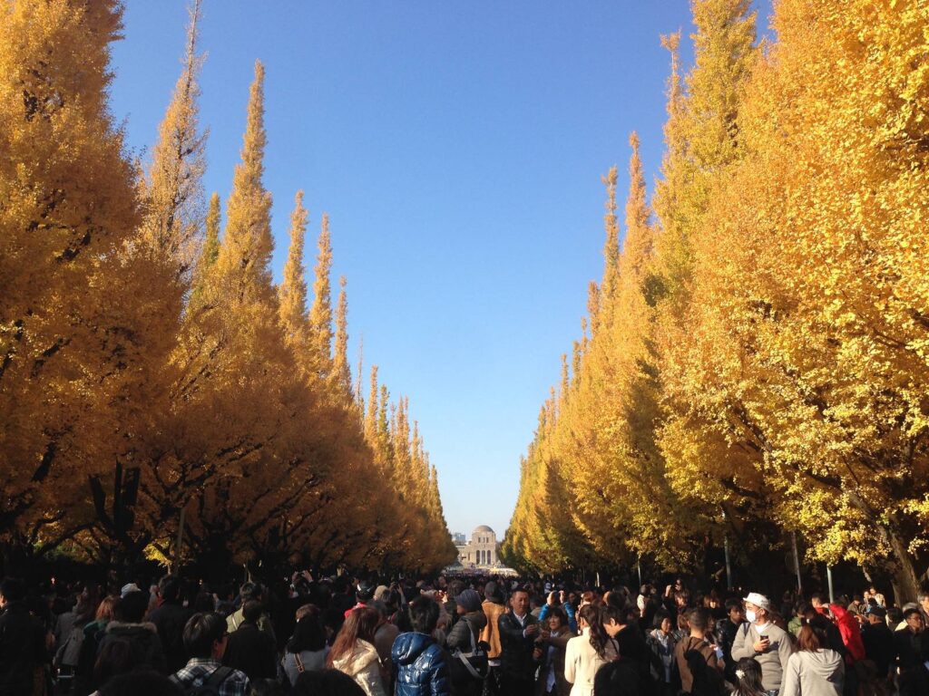 現在の明治神宮外苑のイチョウ並木。