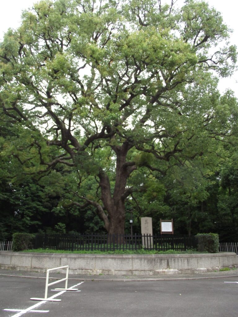 葬場殿跡の石碑と楠。