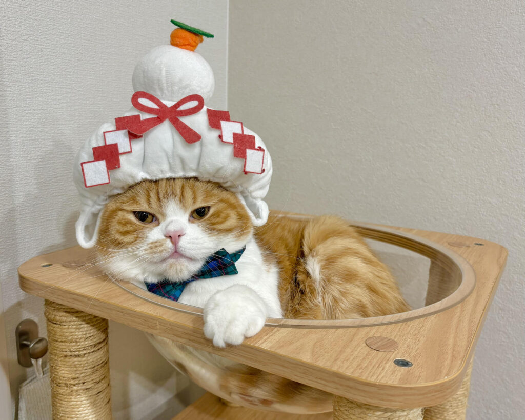 unnamed (2) | あけましておめでとうございます。僕は、今年も鏡餅になりました。ハッピーで万事ウマくいく年になりますように……。2026年もとろろをよろしくね！