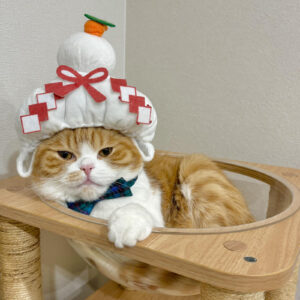 unnamed (2) | あけましておめでとうございます。僕は、今年も鏡餅になりました。ハッピーで万事ウマくいく年になりますように……。2026年もとろろをよろしくね！