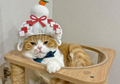 unnamed (2) | あけましておめでとうございます。僕は、今年も鏡餅になりました。ハッピーで万事ウマくいく年になりますように……。2026年もとろろをよろしくね！