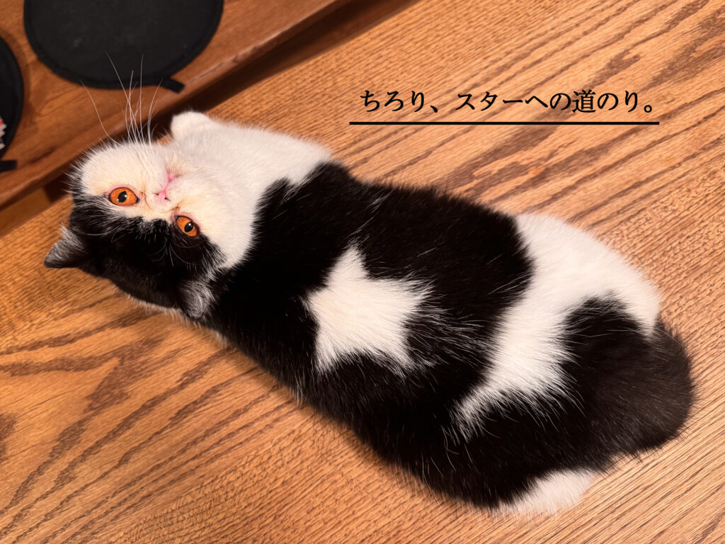 ちろり、スターへの道のり。 エキゾチック 猫