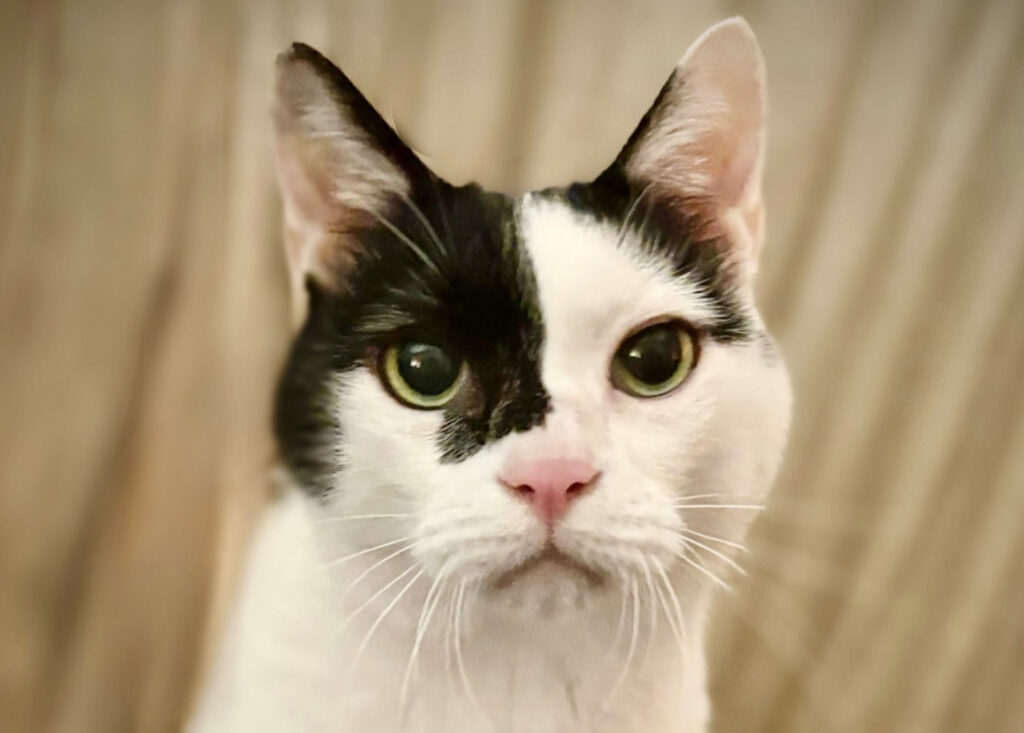 2026年 ハッピーニャーイヤー！ | あけましておめでとうございます。
午年、今年で16歳。「風格が年に追いついてない」とよく言われますが、年齢不詳と解釈しています。今年も俺は俺の速度で。ちなみに、朝ごはんは秒速です。
（土曜日のねこ担当・えいた）