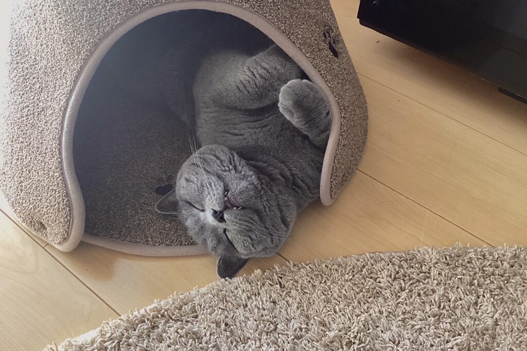 なにを考えてるでしょう?ブリティッシュショートヘア ごまちゃん | ねこハウスの中で丸まっていたはずなのに、気づけば体がはみ出ていました。熟睡していると、こういうこともよくあります。家ねことしては、これも醍醐味。安心して眠れるって、やっぱり幸せ。 なにを考えてるでしょう?ブリティッシュショートヘア ごまちゃん | ねこハウスの中で丸まっていたはずなのに、気づけば体がはみ出ていました。熟睡していると、こういうこともよくあります。家ねことしては、これも醍醐味。安心して眠れるって、やっぱり幸せ。