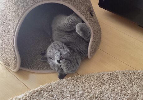 なにを考えてるでしょう？ブリティッシュショートヘア ごまちゃん | ねこハウスの中で丸まっていたはずなのに、気づけば体がはみ出ていました。熟睡していると、こういうこともよくあります。家ねことしては、これも醍醐味。安心して眠れるって、やっぱり幸せ。