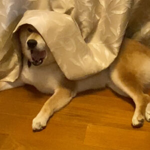 冬のベランダ際の過ごし方。柴犬子犬ハルのワンダフルライフ