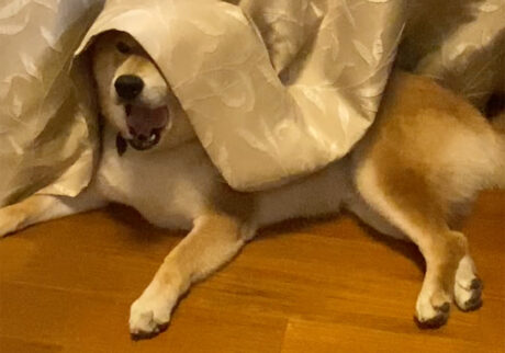 冬のベランダ際の過ごし方。柴犬子犬ハルのワンダフルライフ