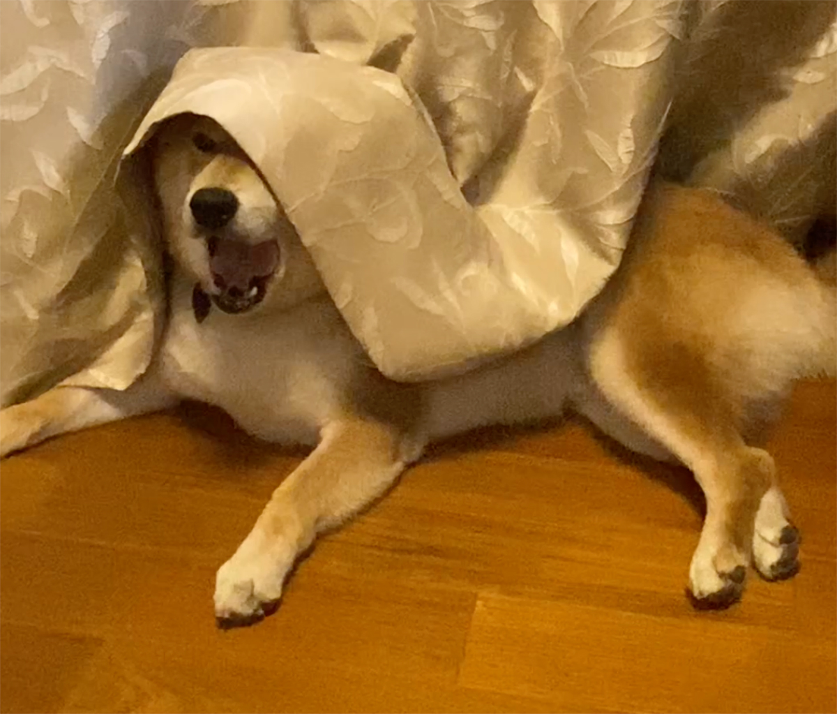 冬のベランダ際の過ごし方。