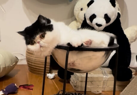 もう我慢できないっ！【おちょこ、ぽのぽのだより。vol.243】