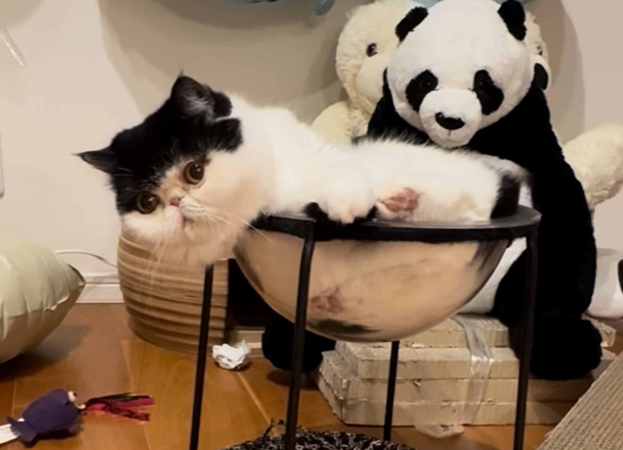 もう我慢できないっ！【おちょこ、ぽのぽのだより。vol.243】