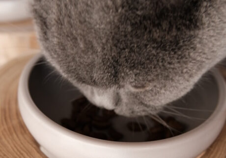 エネルギーチャージ完了！【ごまちゃん、今日も自由気まま。vol.14】