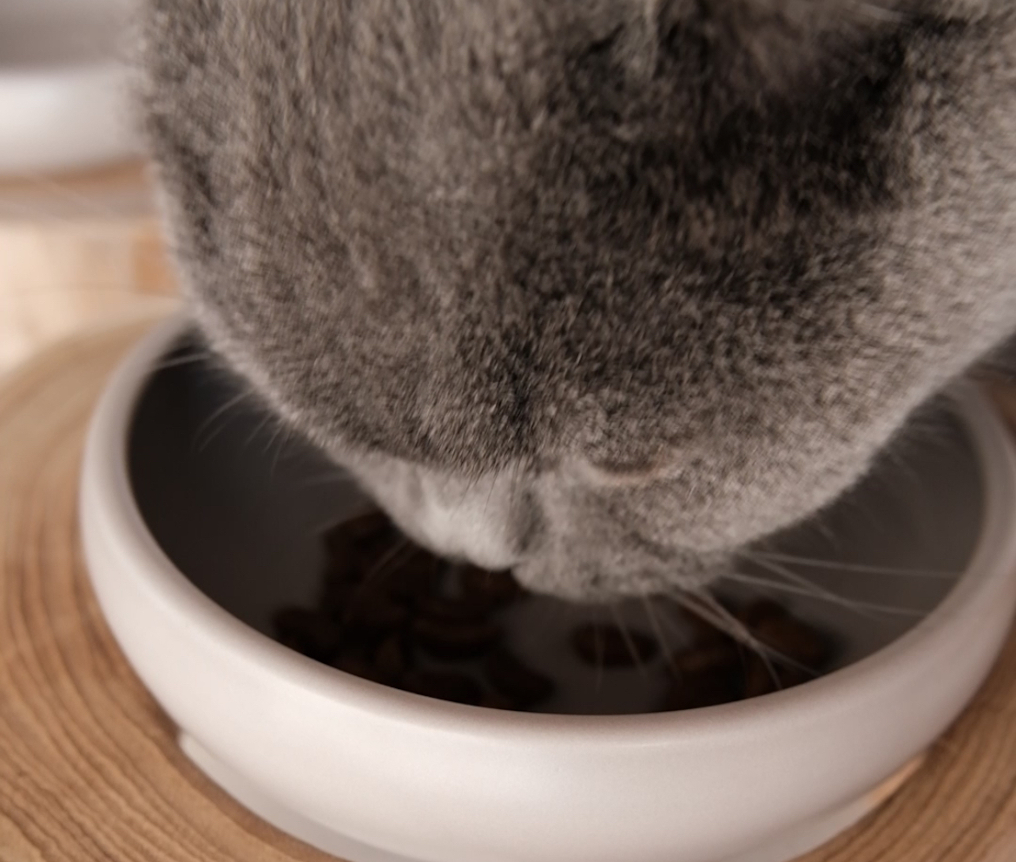 エネルギーチャージ完了！【ごまちゃん、今日も自由気まま。vol.14】