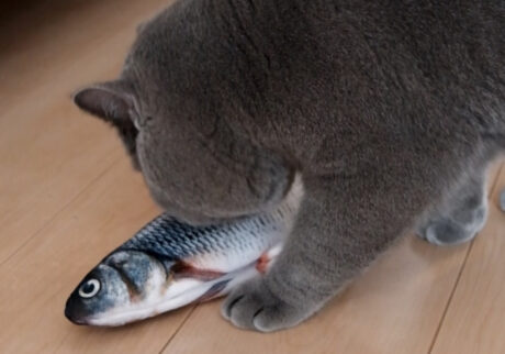 「サカナ」との出合い。【ごまちゃん、今日も自由気まま。vol.21】