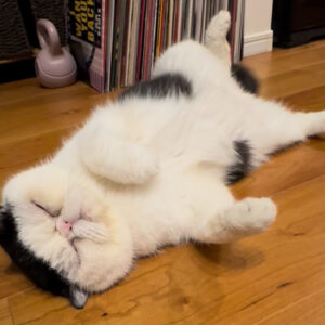 寝てなんていられない！！【おちょこ、ぽのぽのだより。vol.245】