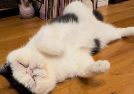 寝てなんていられない！！【おちょこ、ぽのぽのだより。vol.245】